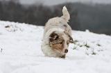 BERGER AUSTRALIEN PUPPIES 534